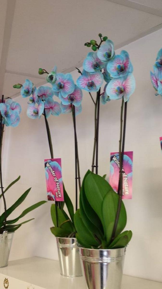 Orchidées bleues à cœur fushia