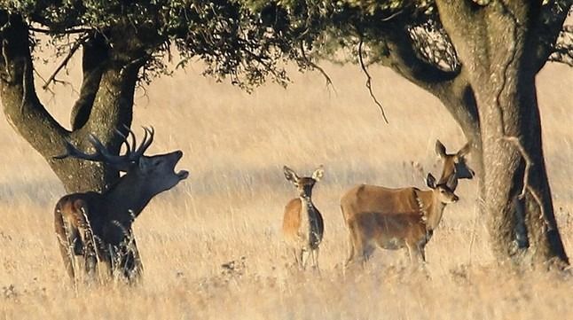 Tres antílopes pastando bajo los árboles en un campo de sabana seca.