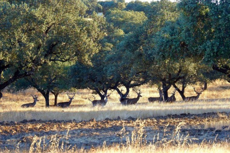 Robles en un campo soleado con hierba seca y sombras bajo un cielo despejado.