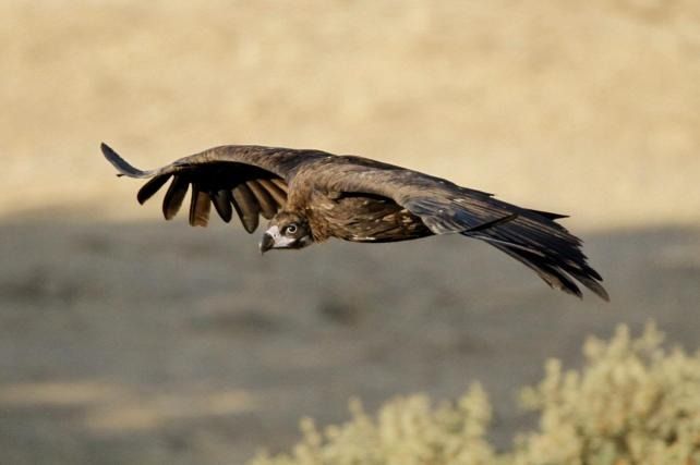 Halcón pardo planeando a baja altura sobre un paisaje desértico borroso.