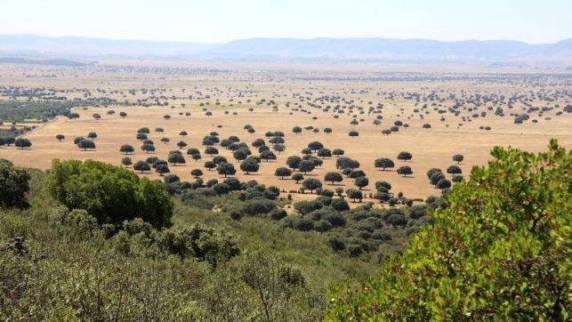Paisaje de sabana con árboles dispersos y praderas secas bajo un cielo brumoso.