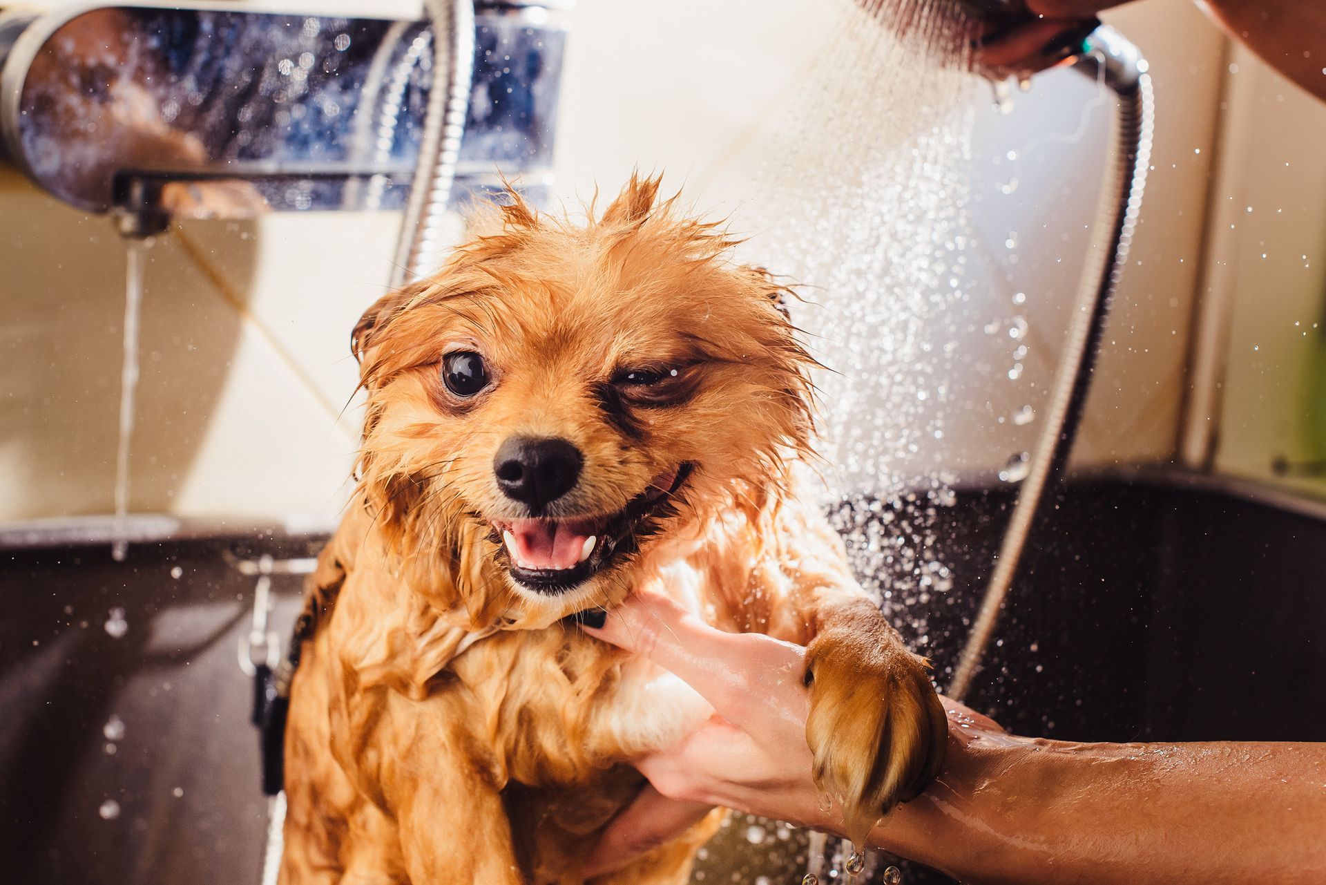 Un hombre está lavando un perro pequeño en una bañera.