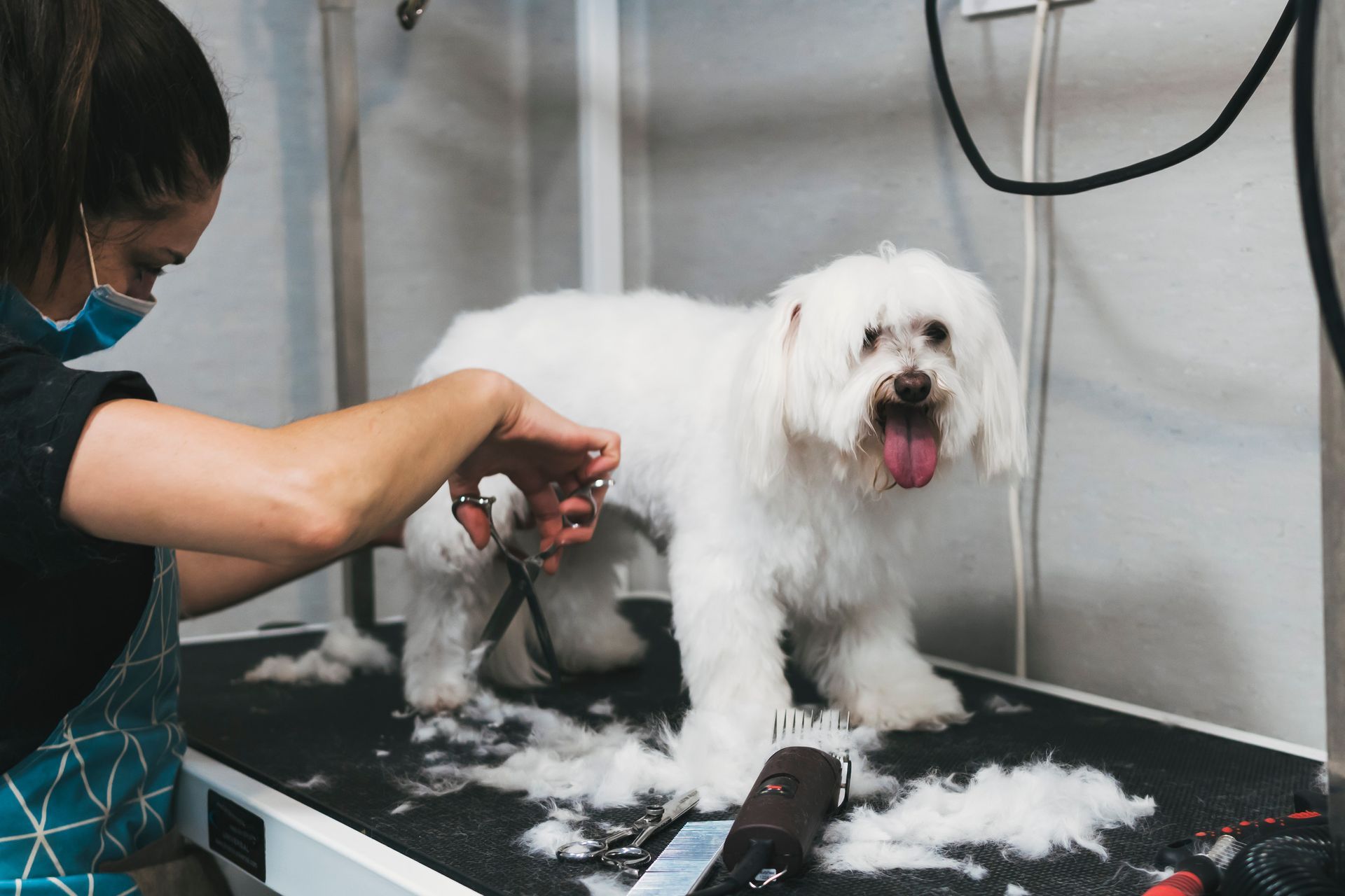 Una mujer está arreglando a un pequeño perro blanco con una máquina cortadora.