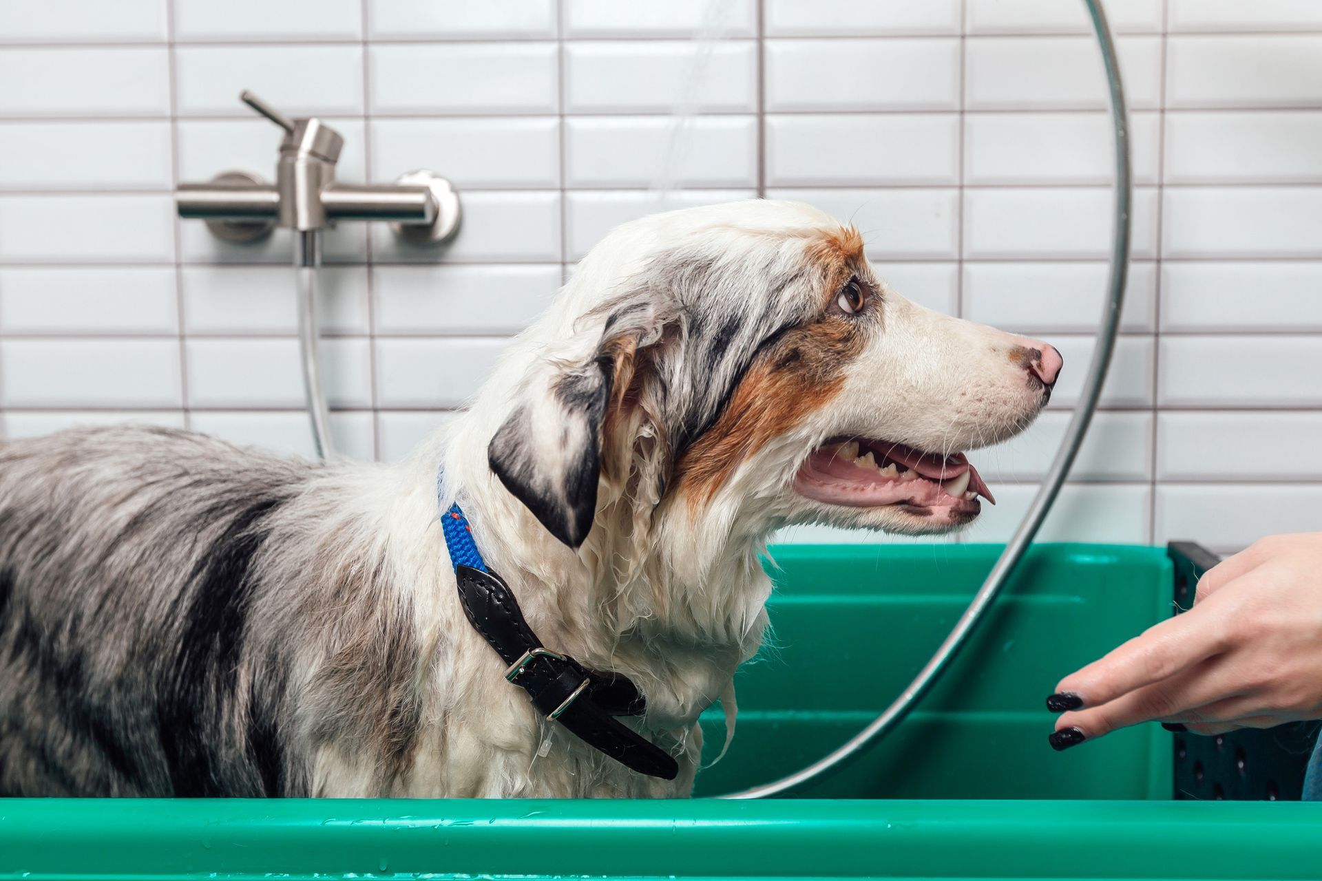 Un perro se está bañando en una bañera verde.