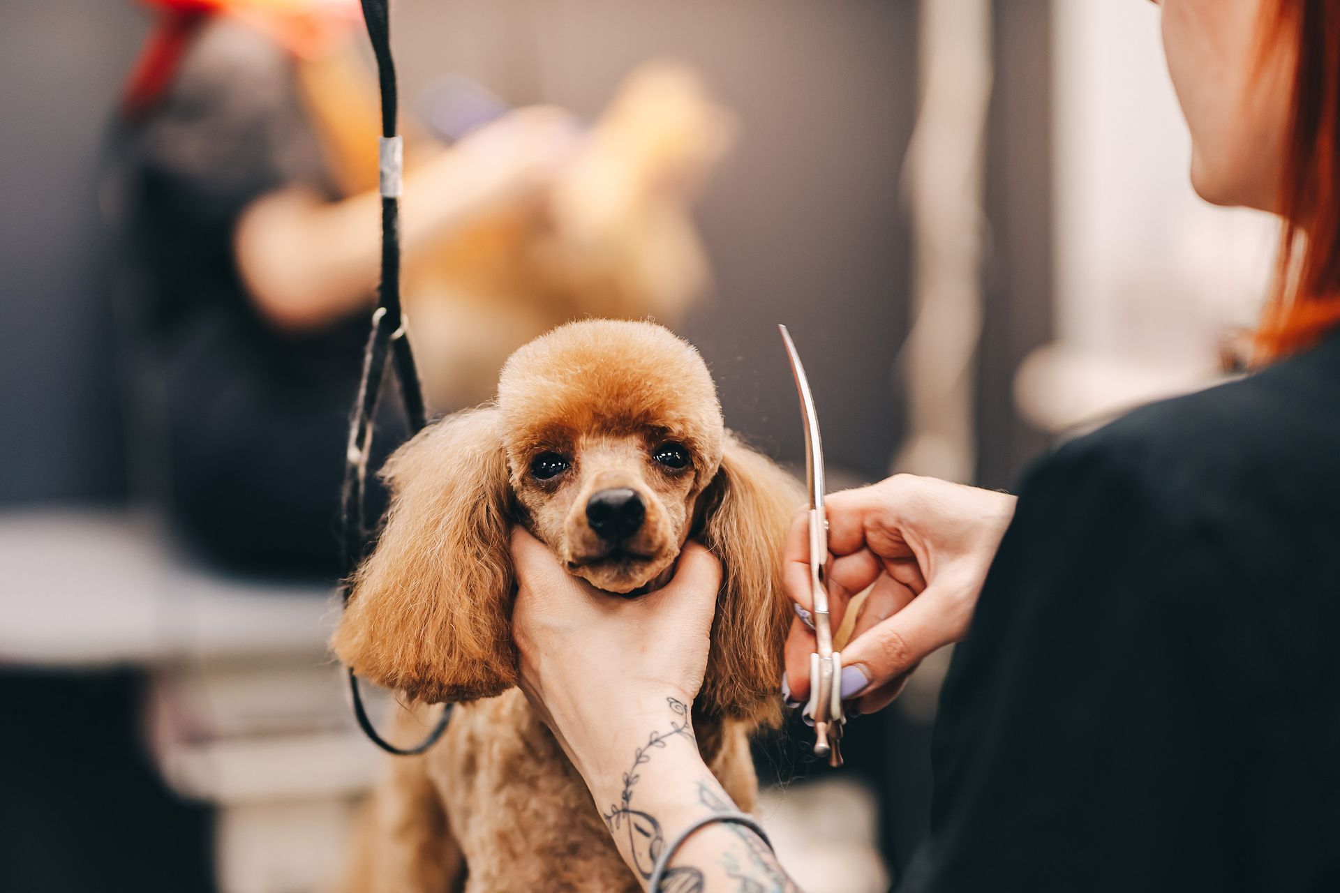 Una mujer está cortando el pelo de un caniche con unas tijeras.