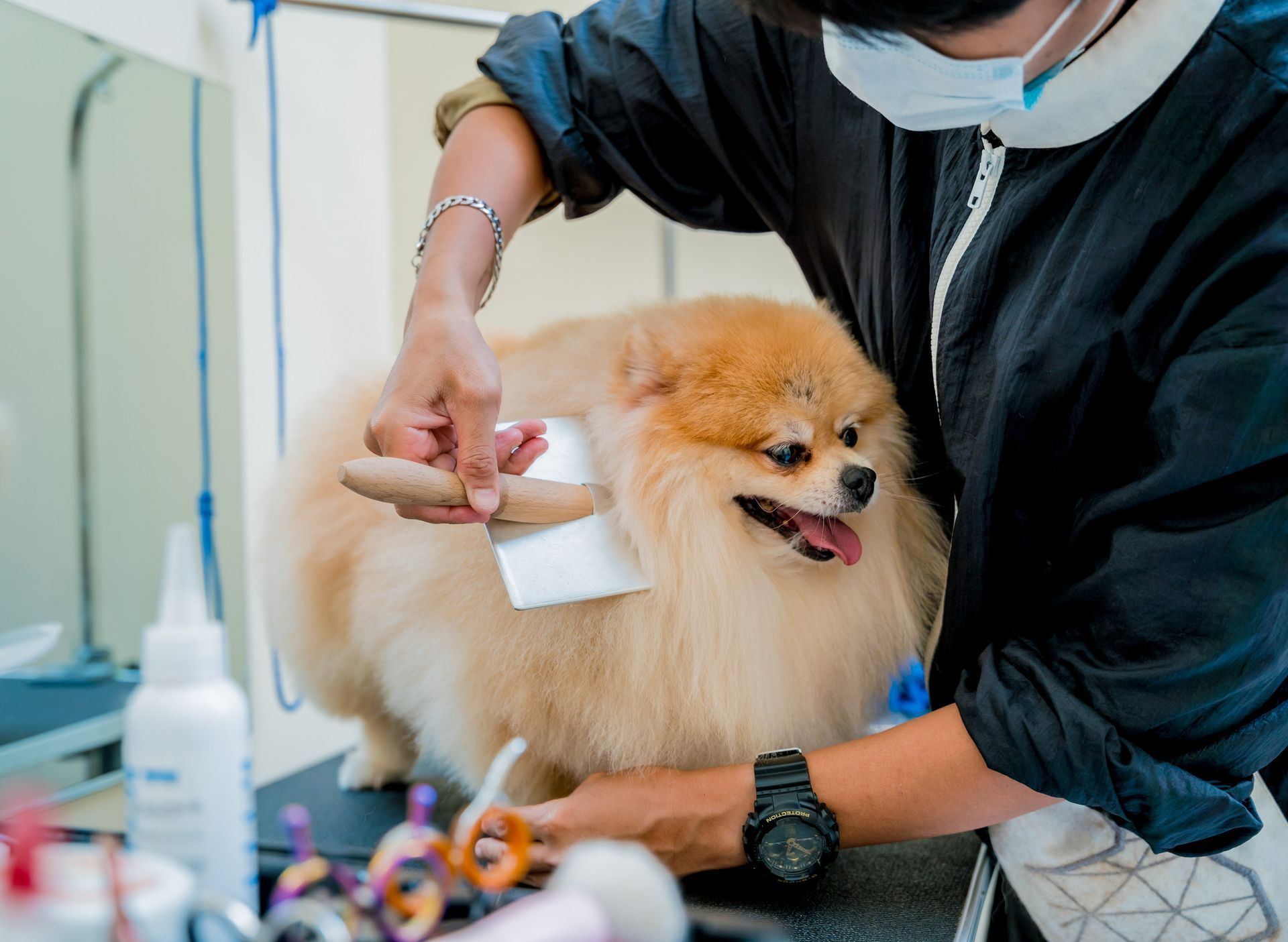 Una mujer está cepillando a un perro pomerania con un cepillo.