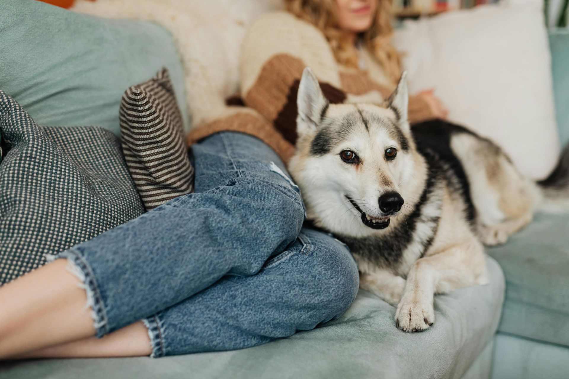 A husky dog is laying on a woman 's lap on a couch.