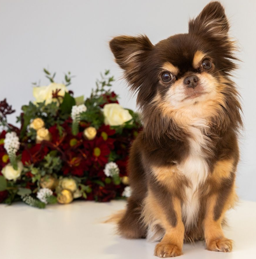 Malin (Bürohund Malin (Bürohund