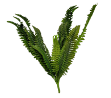 Ces fougères artificielles de taille moyenne sont idéales pour enrichir vos compositions florales et apporter une touche de verdure à vos décors. Location : 0,50 € par tige.