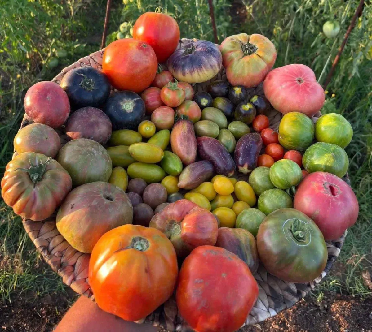 Cesta de coloridos tomates de variedades antiguas y pequeñas calabazas al aire libre sobre el césped.