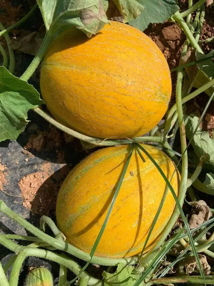 Dos melones amarillos creciendo en la vid entre hojas verdes y tierra.
