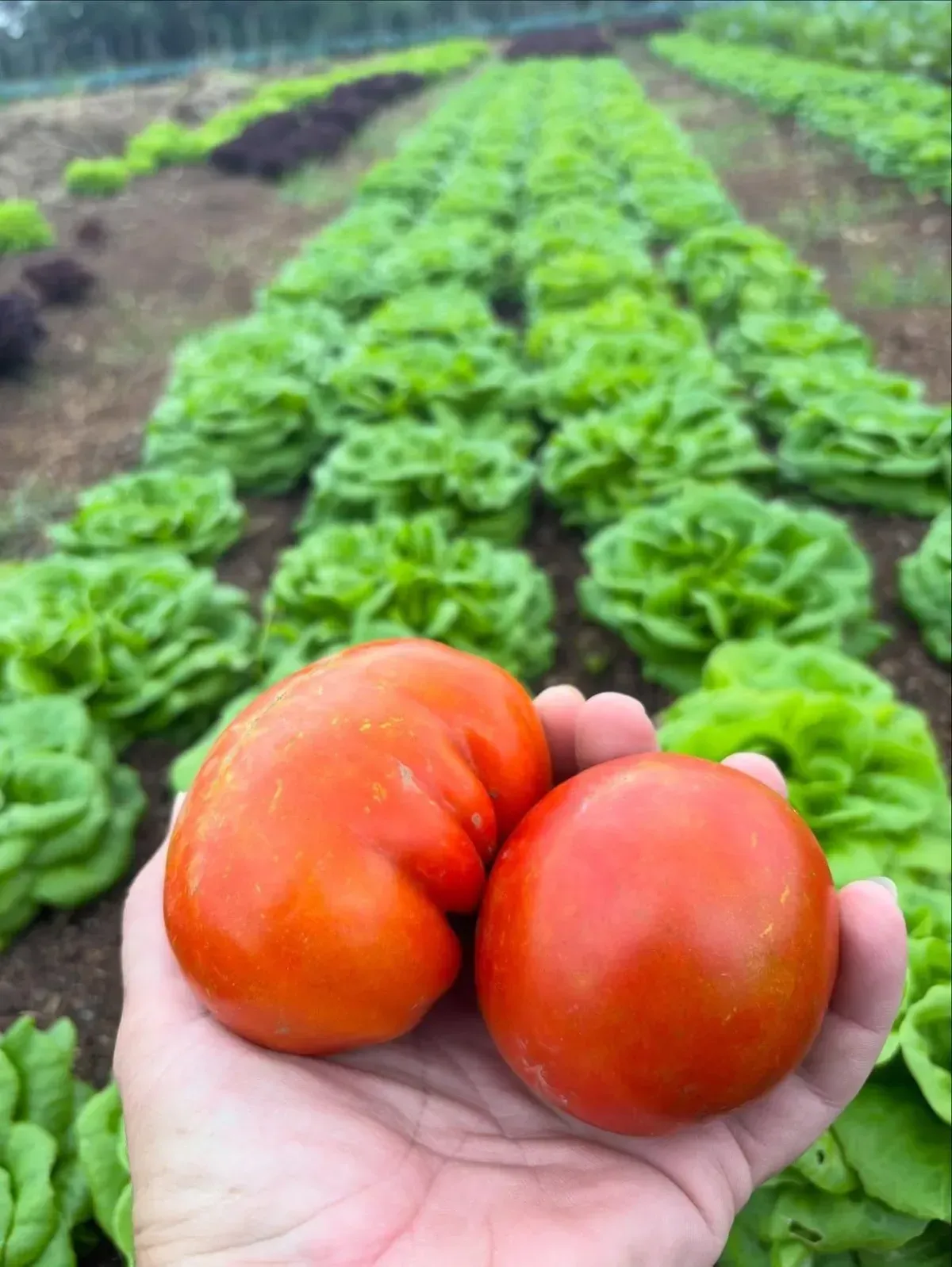 Una mano sostiene dos tomates rojos maduros frente a hileras de lechuga verde en un campo.