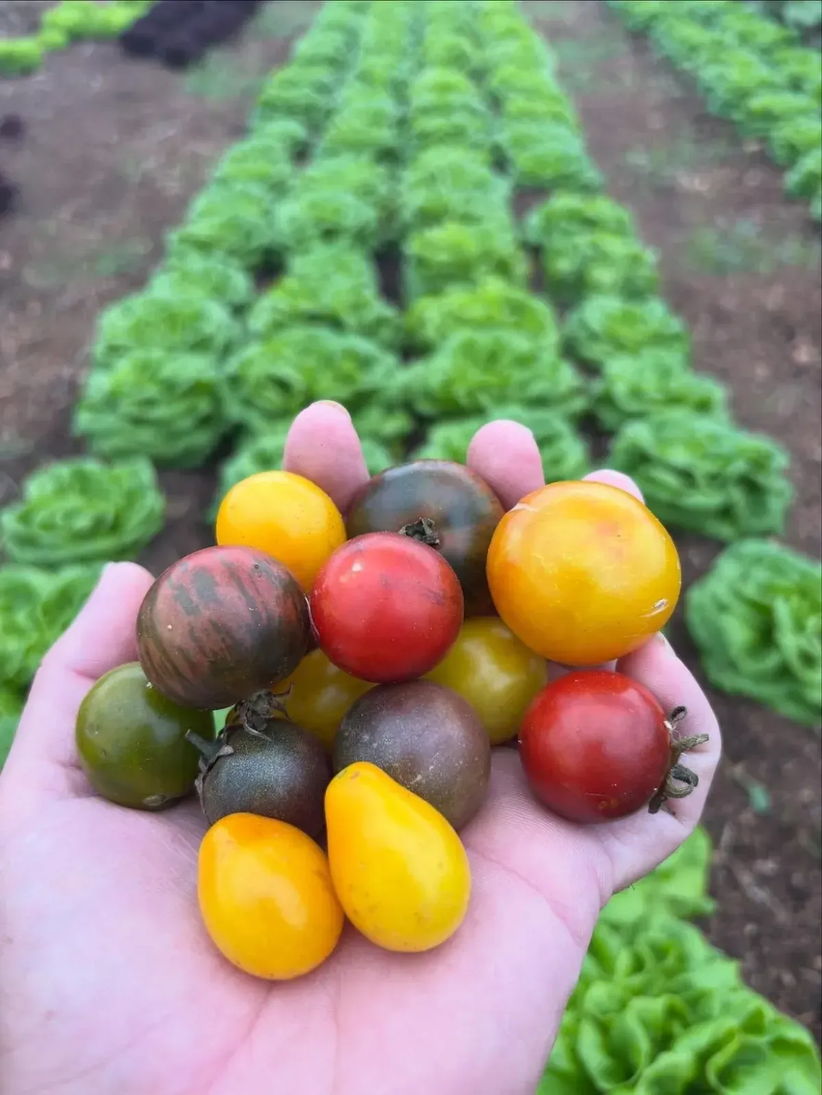 Una mano sostiene pequeños tomates cherry de colores frente a hileras de cultivos verdes en un campo.