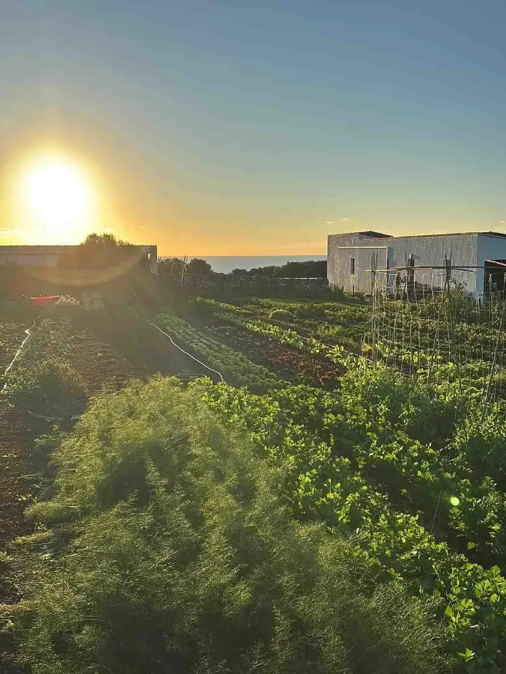 Puesta de sol sobre un campo de cultivo verde con hileras de cosechas y un edificio blanco en la distancia.