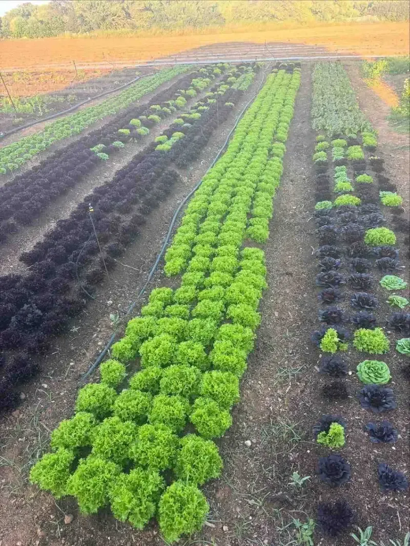 Hileras de cultivos de hojas verdes creciendo en un campo, con tierra oscura y un cielo naranja suave al fondo.