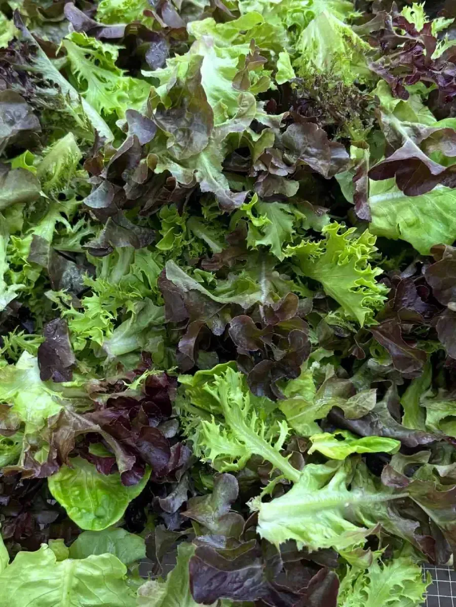 Lechuga de hojas verdes y moradas variadas llenando el marco.