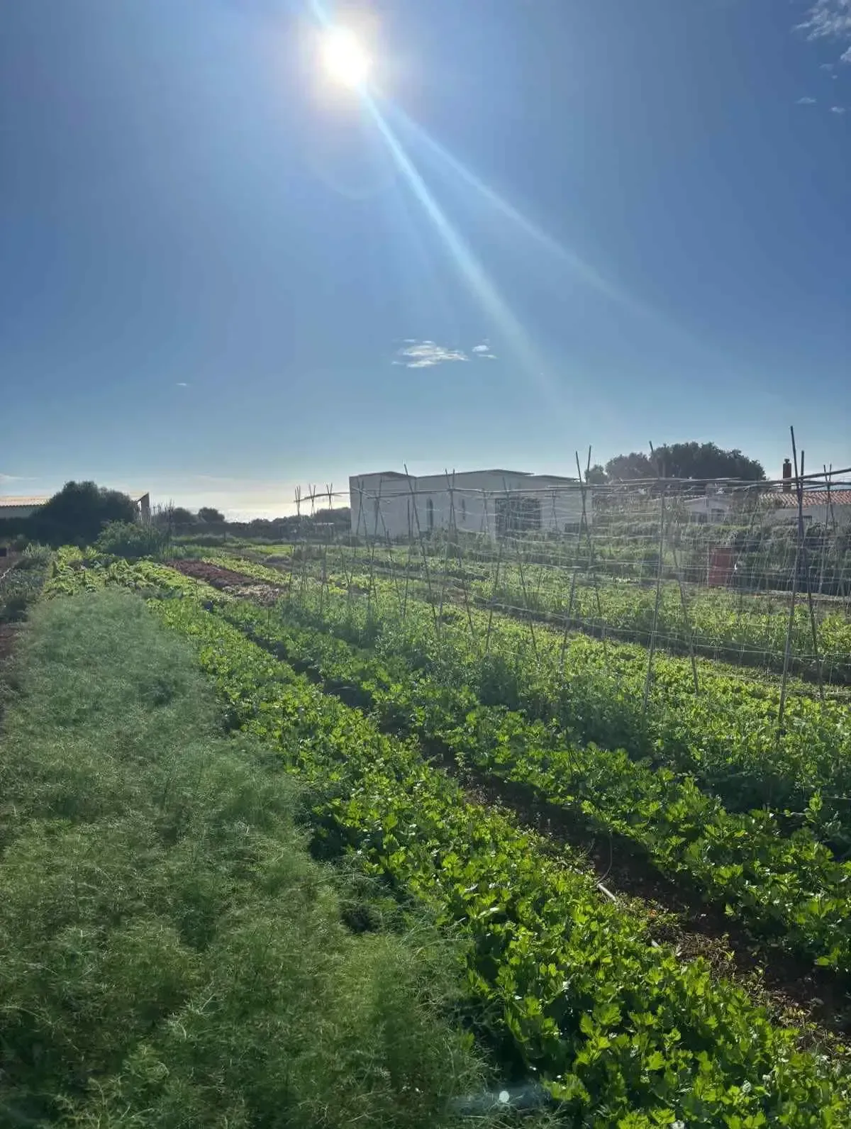 Un campo verde bañado por el sol, con hileras de cultivos, un edificio a lo lejos y un cielo brillante.