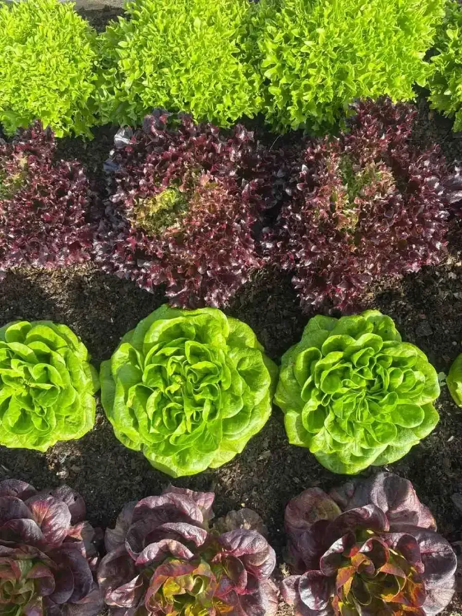 Hileras de coloridas plantas de lechuga en un parterre, desde verde brillante hasta morado intenso.