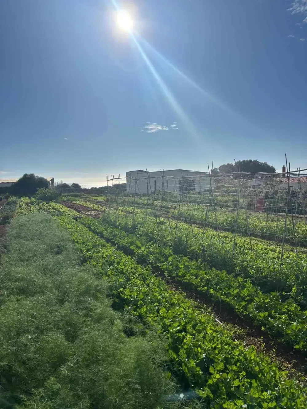 Hileras de campos verdes bañados por el sol junto a un edificio blanco bajo un cielo azul brillante