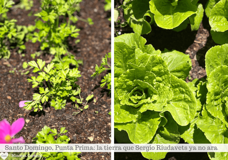 Primeros planos comparativos del jardín: pequeñas plántulas en la tierra y plantas de hojas verdes brillantes.
