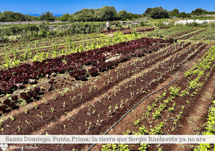 Hileras de cultivos frondosos en un campo soleado con árboles y cielo azul al fondo.