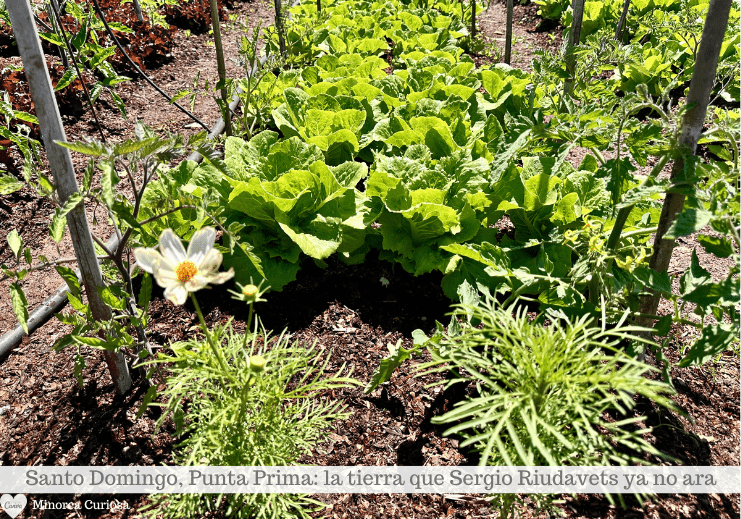Plantas de hojas verdes que crecen en un parterre con una flor blanca en primer plano.