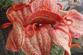 Ein Strauß roter und weißer Blumen steht auf einem Tisch.