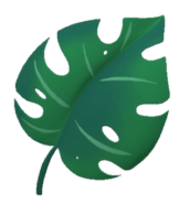 Green monstera leaf with holes and a short stem.