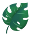 Green monstera leaf with holes and a short stem.