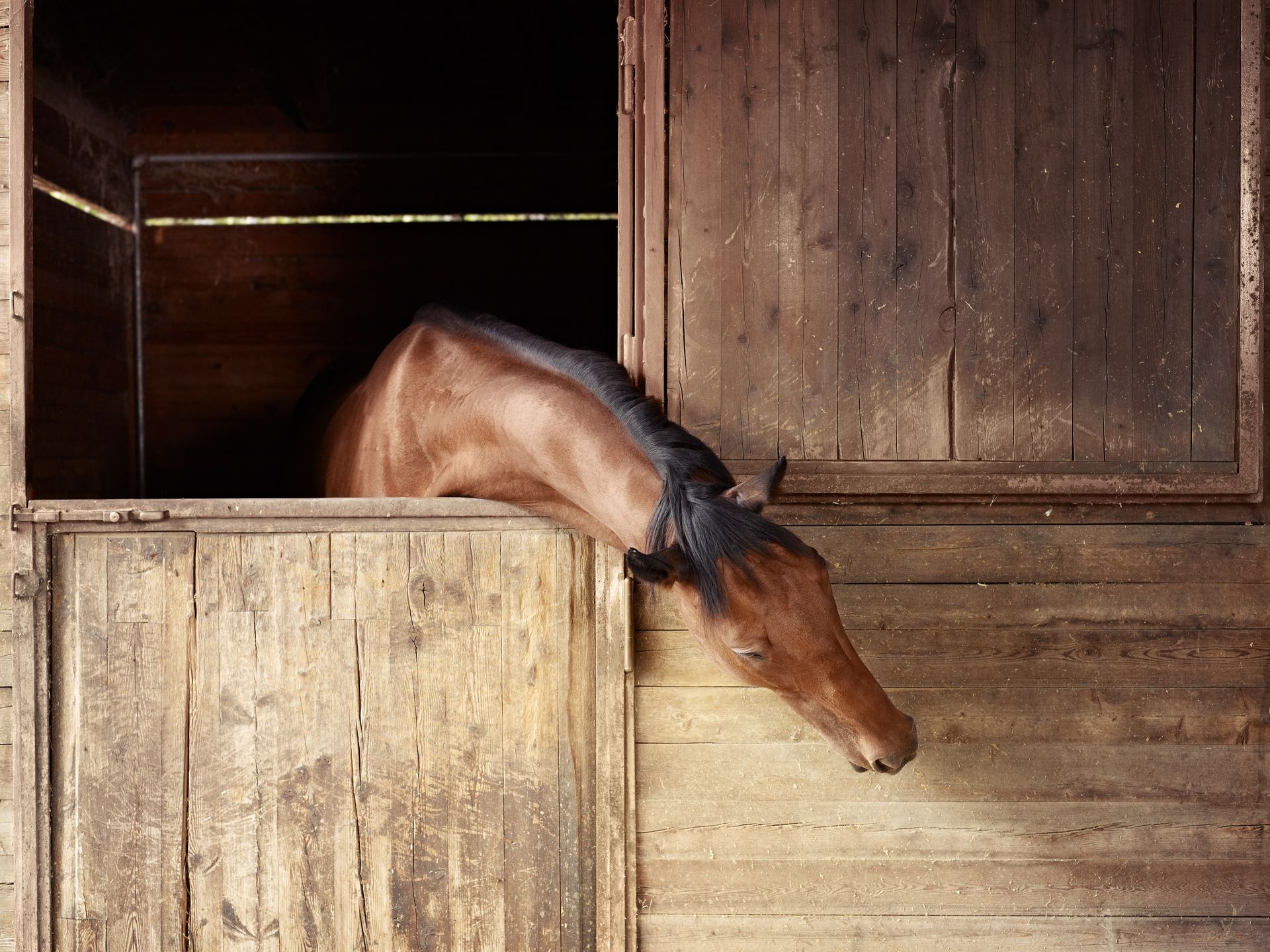 Cheval penché hors d'un box en bois, la tête baissée au-dessus de la porte.