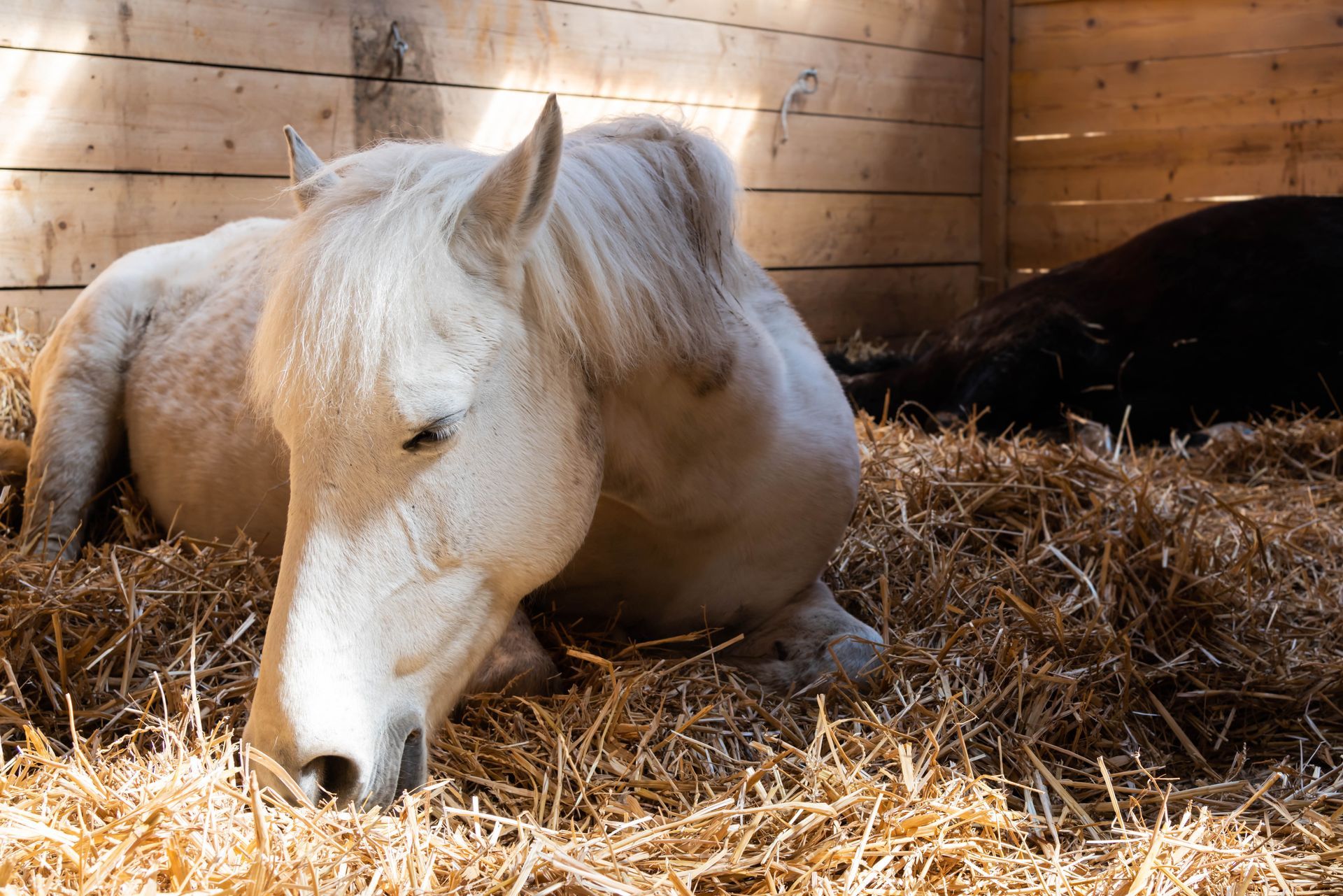 Cheval blanc se reposant dans la paille à l'intérieur d'une écurie en bois.
