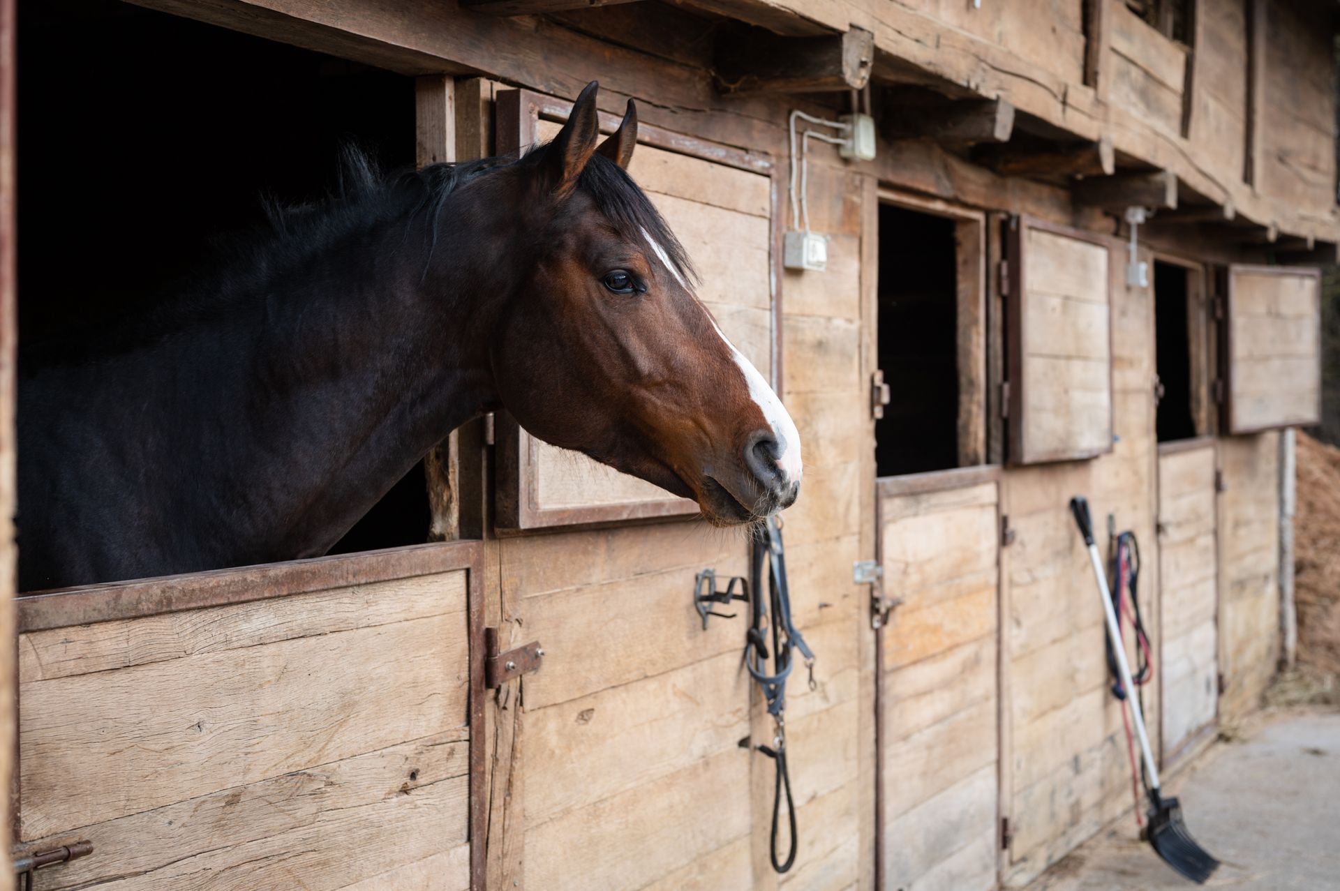 Un cheval brun regarde par la fenêtre de son box dans une grange en bois.