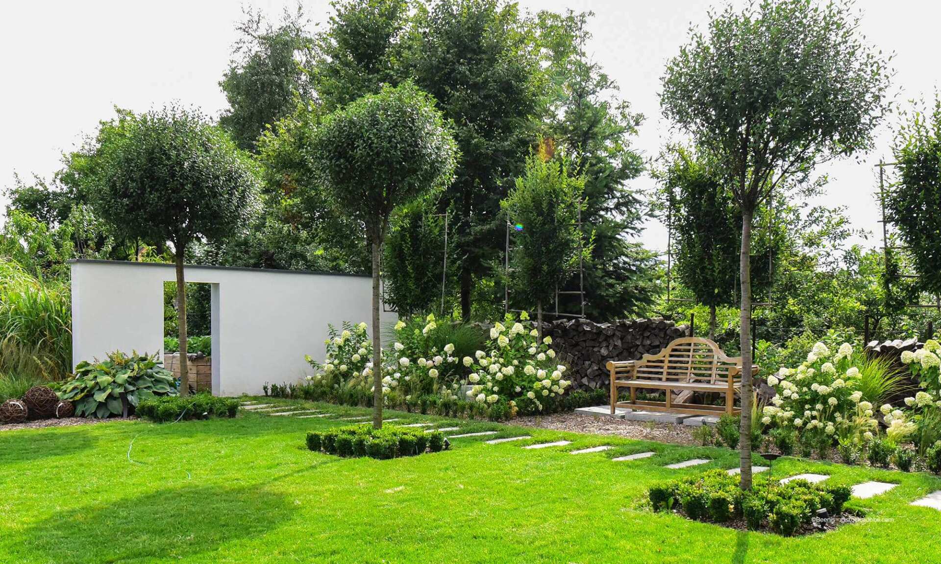 Grüner Rasen mit Buchsbäumen, weißer Mauer, Bank und Hortensien.