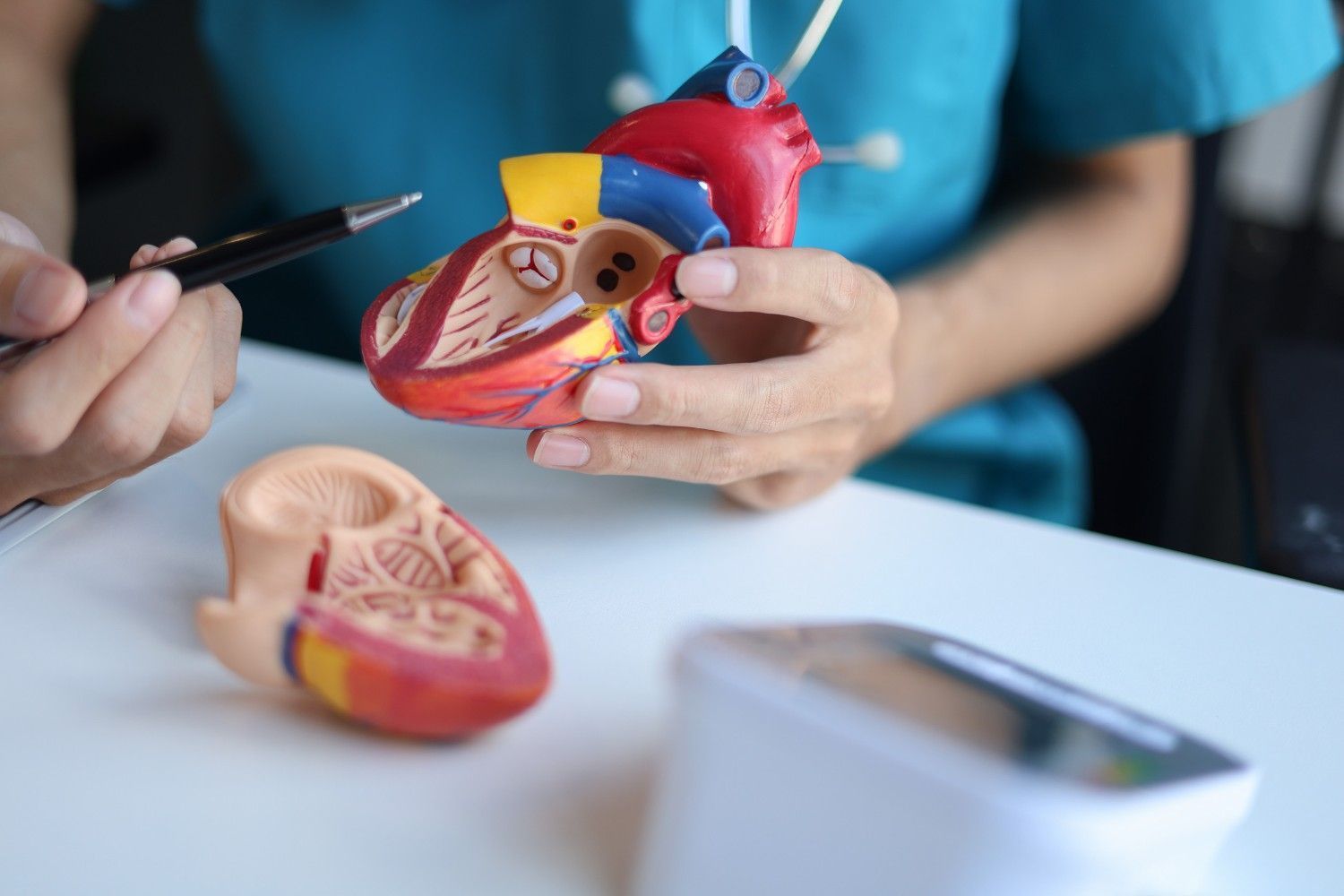 Profesional médico señalando un modelo de corazón, explicando su anatomía interna.