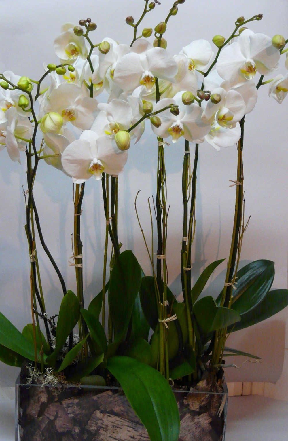 orchidée