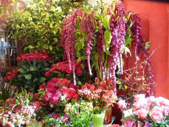 boutique de fleurs