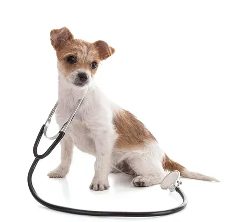 Perro con pelaje marrón y blanco que lleva un estetoscopio.