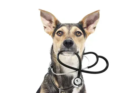 Perro sosteniendo un estetoscopio en la boca.