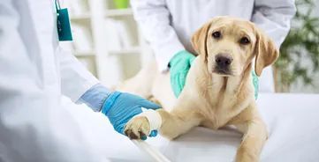Perro labrador amarillo en el veterinario con la pata vendada, siendo examinado por dos profesionales médicos.