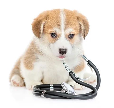 Cachorro Corgi con pelaje blanco y tostado, mira un estetoscopio sobre fondo blanco.