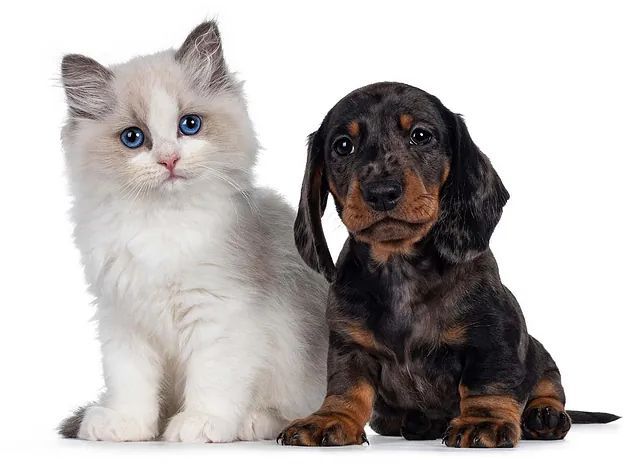 Gatito ragdoll y cachorro dachshund sentados uno al lado del otro, mirando hacia adelante, fondo blanco.