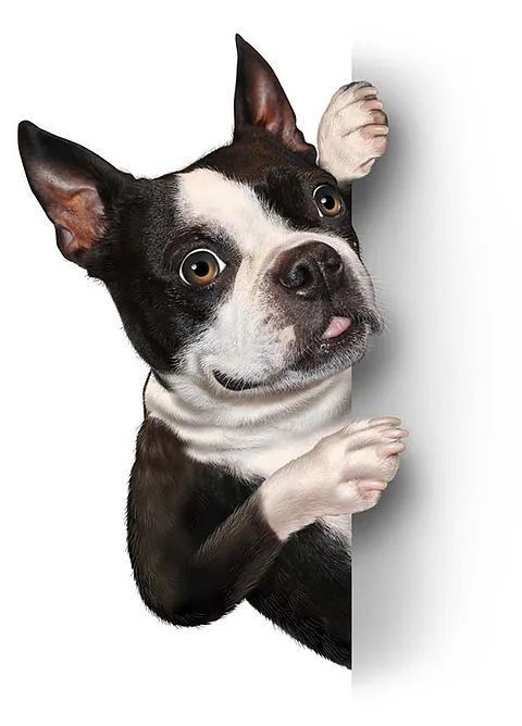 Perro Boston terrier asomándose detrás de una superficie blanca, con la lengua afuera.