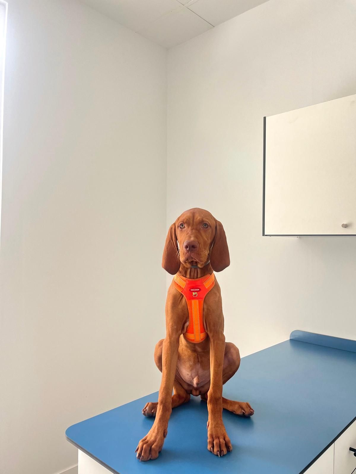 Un perro marrón sentado sobre una mesa de exploración azul en una sala veterinaria blanca, con un collar naranja.