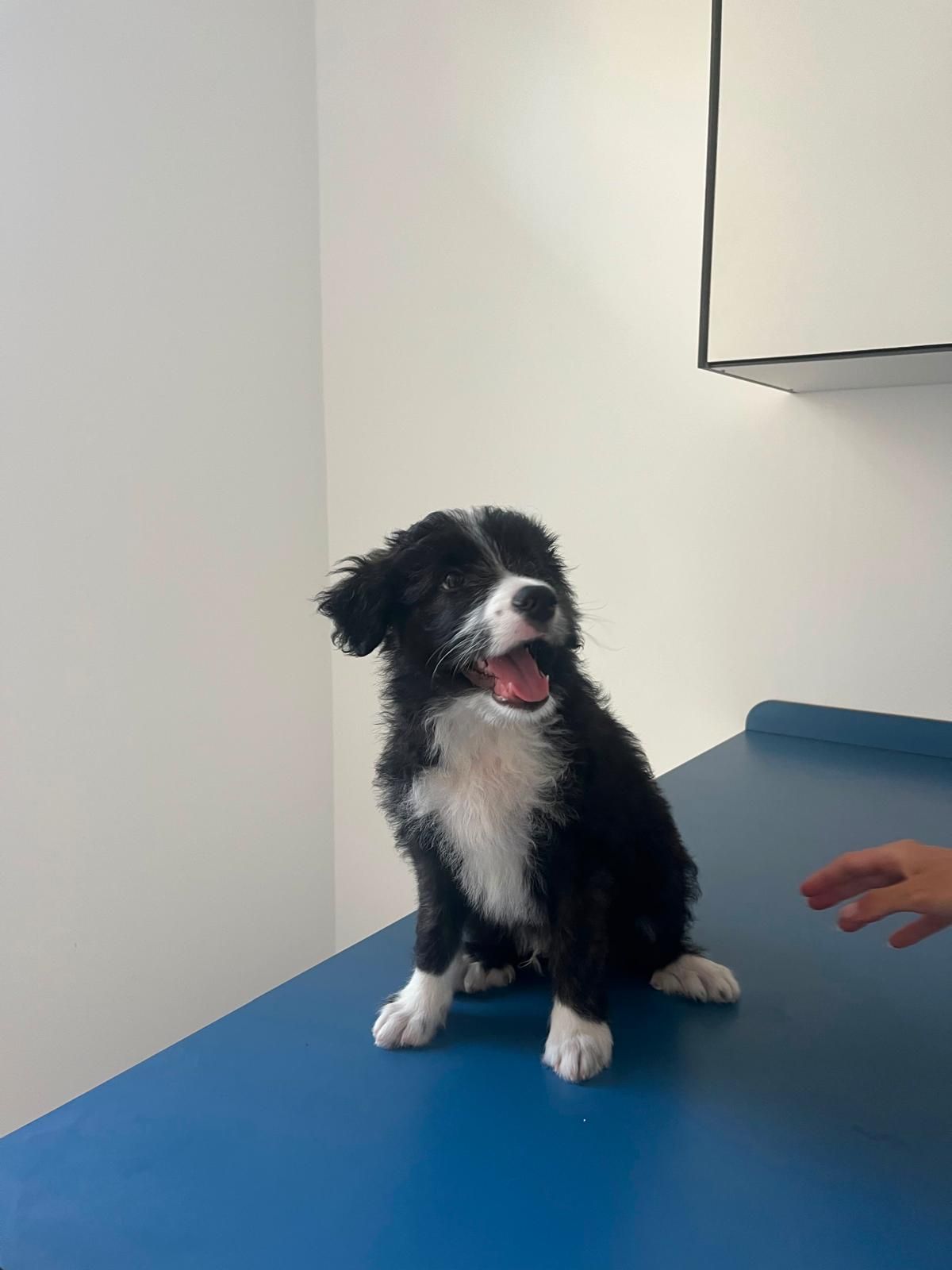 Un pequeño cachorro blanco y negro sentado sobre una mesa de exploración azul en una habitación blanca, con la lengua fuera.