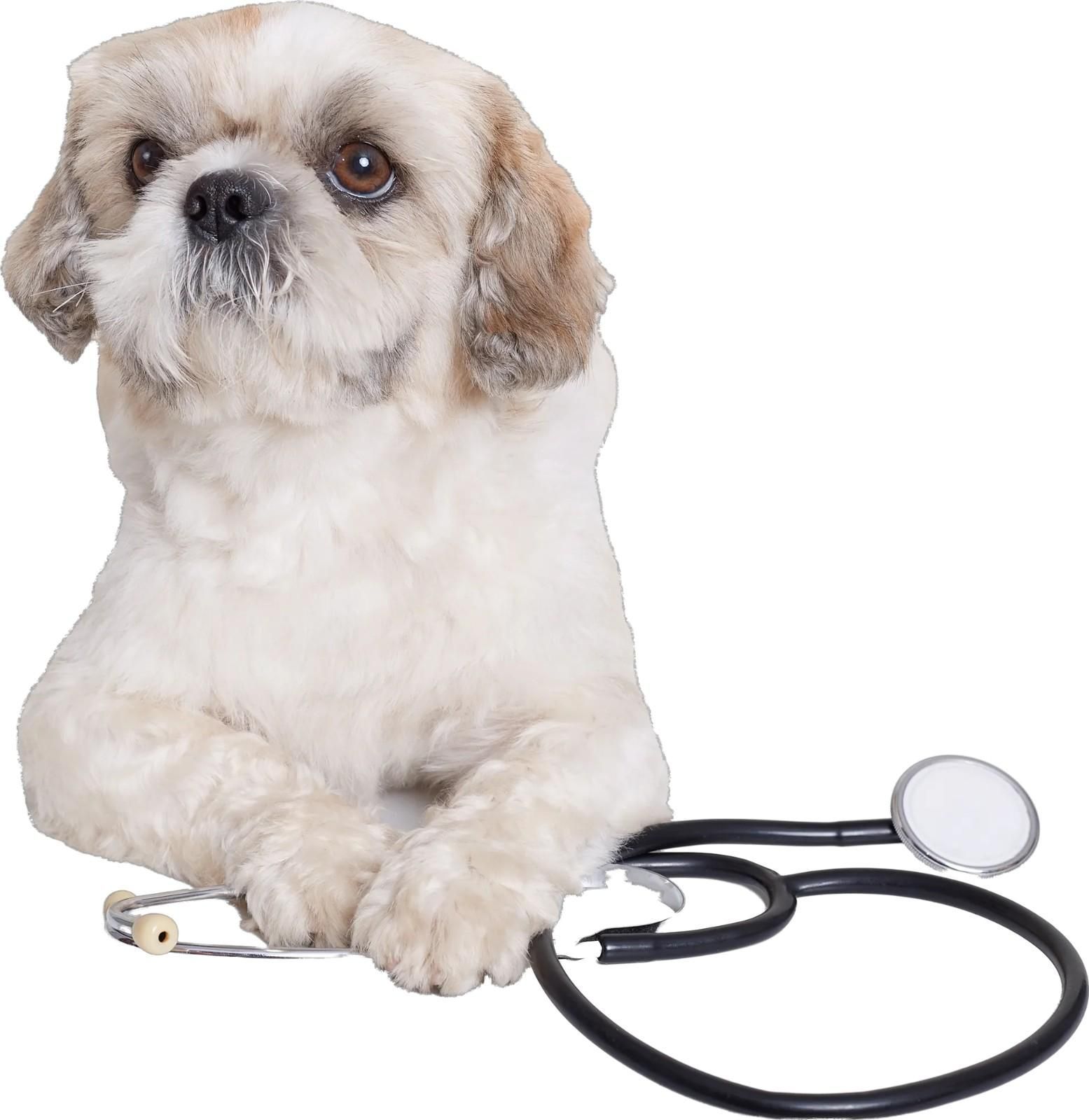Perro Shih Tzu con pelaje crema y marrón, acostado junto a un estetoscopio negro.
