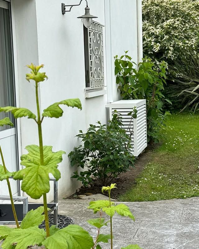 Plante verte près d'un mur blanc, avec une grille de fenêtre et un chemin de jardin.