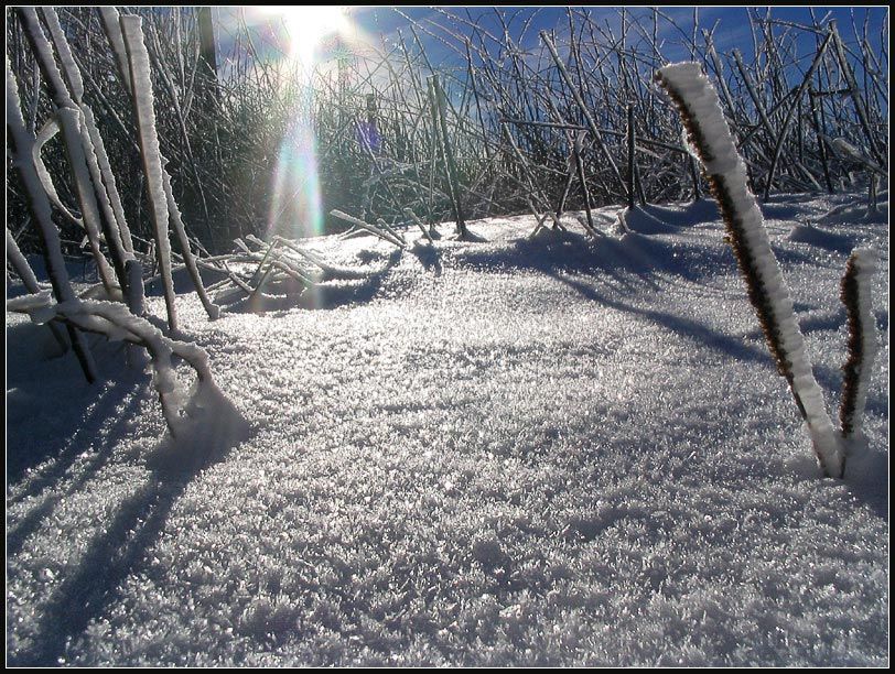 Schneebedeckter Boden und Äste, die von hellem Sonnenlicht beschattet werden.
