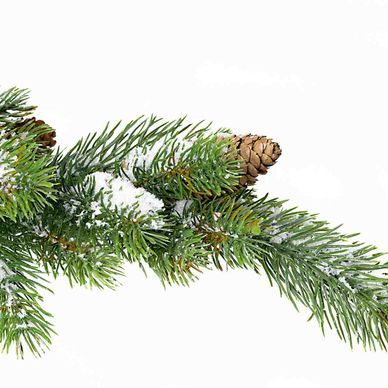 Tannenzweig mit grünen Nadeln und einem Tannenzapfen, leicht mit Schnee bedeckt.