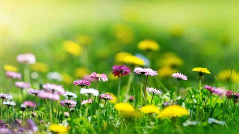 Farbenfrohe Wildblumen blühen auf einer saftig grünen Wiese vor einem weichen, verschwommenen Hintergrund.