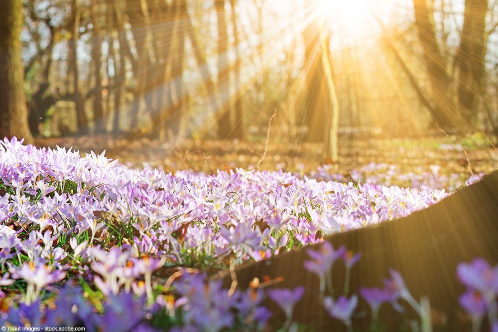 Verenas Parkhotel in Löffingen im Schwarzwald Natur